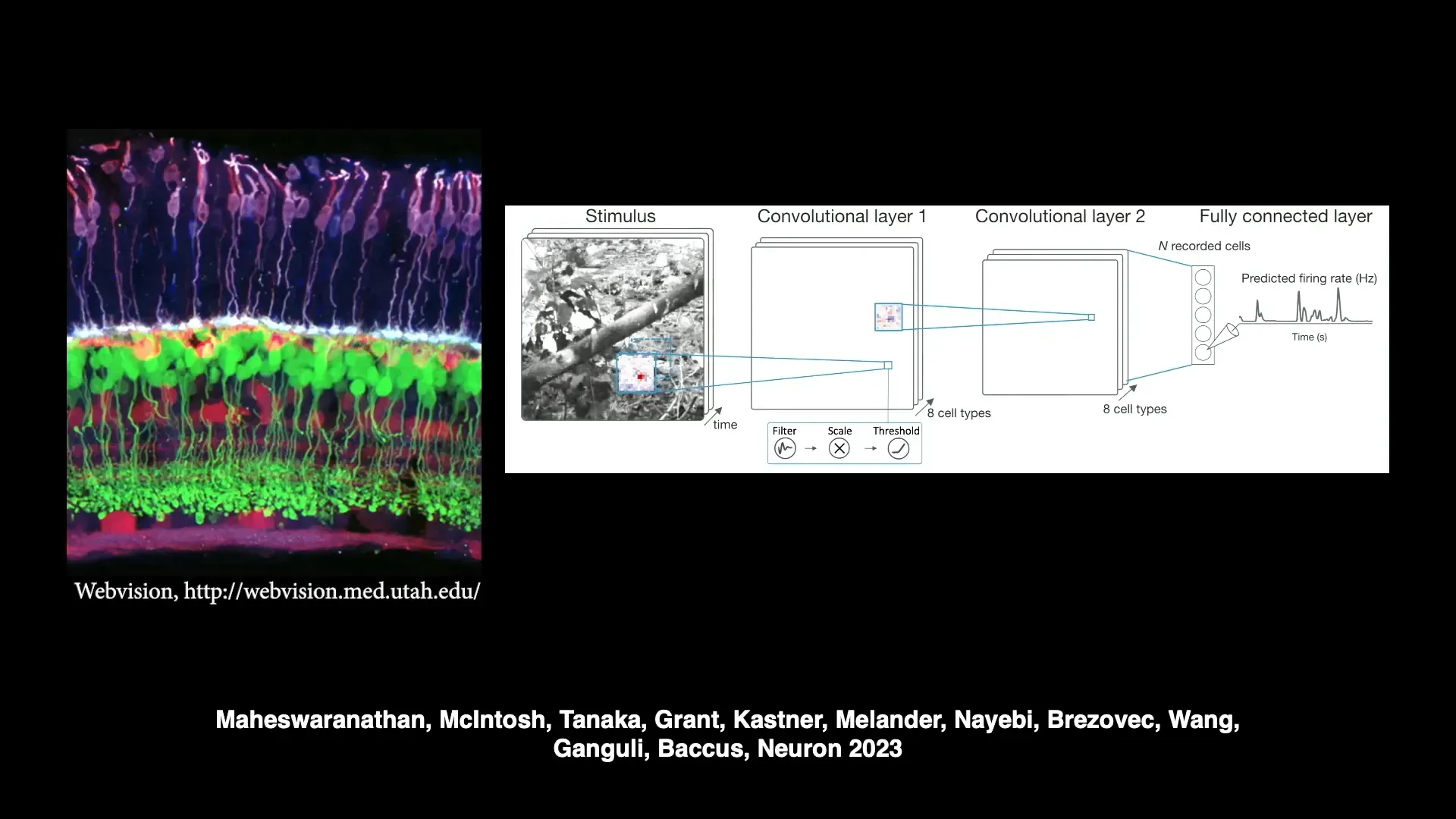 Digital twin of retina