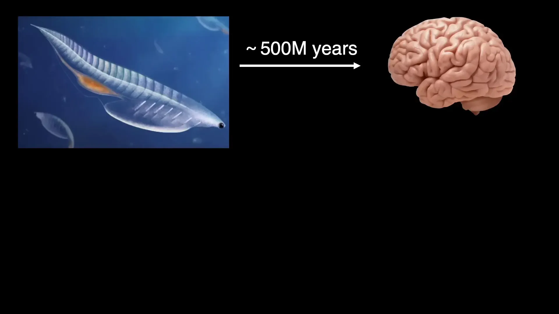 Evolution of vertebrate brain